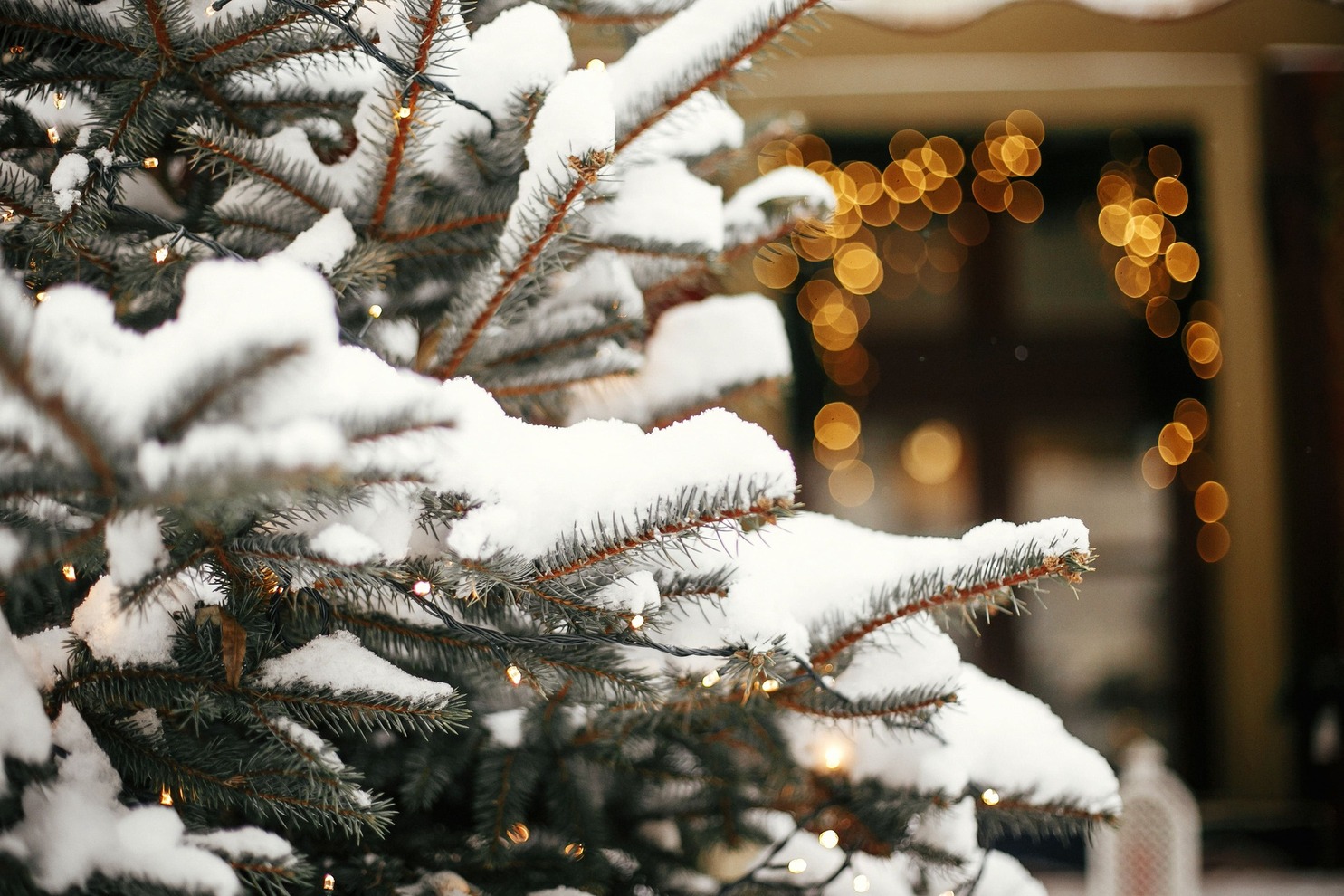 Pinheiro coberto de neve e com luzes pisca de natal