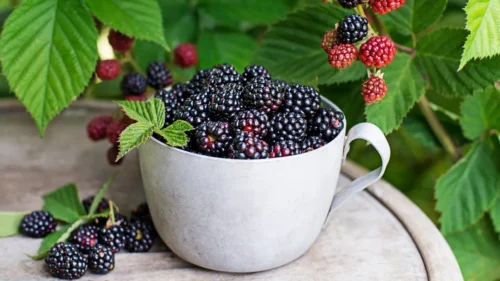 Amora: 7 benefícios dessa fruta e como consumir