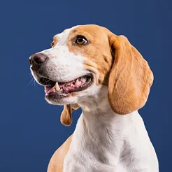 Cachorro caramelo e branco