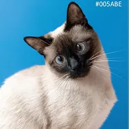 Gato siamês